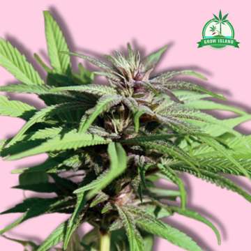 Crimea Blue hemp flower long bud with pink background and green Grow Island logo in the right corner