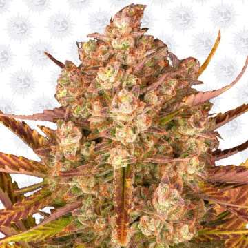 Dos Si Dos Auto cannabis flower bud