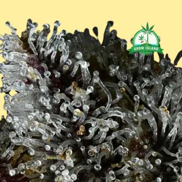 Cannabis-Trichome mit Zitronen-Kirsch-Eis-Motiv vor gelbem Hintergrund und grünem Grow Island-Logo in der rechten oberen Ecke