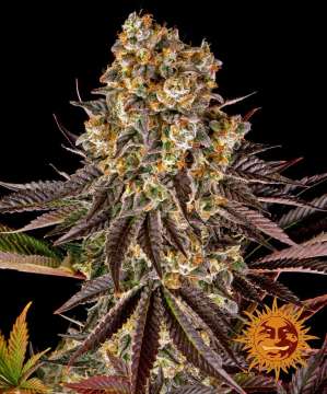 Gelato 45 cannabis flower bud with black background and orange barneys farm sun logo in the lower right corner