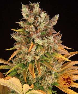 GMO cannabis flower bud with black background and orange barneys farm sun logo in the right lower corner