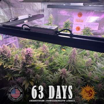 Gorilla Glue cannabis plants in a grow tent in flowering time