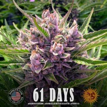 Gorilla Zkittlez Auto cannabis flower bud in purple shade