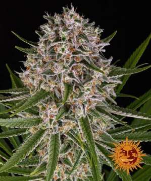 Lemon Haze cannabis flower bud with black background and orange barneys farm sun logo in the right lower corner