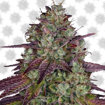 Mimosa EVO cannabis flower bud with purple shade leafs