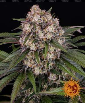 OG Kush cannabis flower bud with black background and orange barneys farm sun logo in the right lower corner
