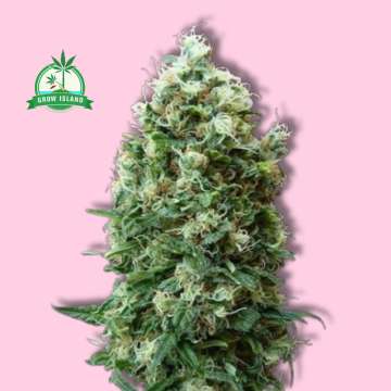 Phatt Fruity hemp flower long bud with pink background and green Grow Island logo in the left corner