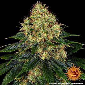 Skywalker OG cannabis flower bud with black background and orange barneys farm sun in the right lower corner