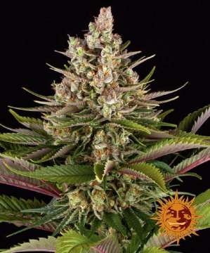Sour Strawberry cannabis flower bud with black background and orange barneys farm sun logo in the right lower corner