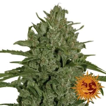 Triple Cheese cannabis flower bud with orange barneys farm sun logo in the right lower corner
