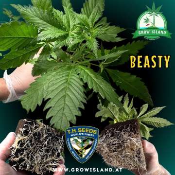 two hands showing two Beasty seedling roots and one hand holding a seedling with dark green background, green grow island logo in the upper right corner, T.H. seeds logo in the lower middle, seedling name text in the right middle and growisland.at in the