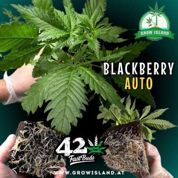 3 hands showing Blackberry auto seedling and roots with dark green background, green grow island logo in the upper right corner, Fast buds logo in the lower middle, seedling name text in the right middle and growisland.at downside