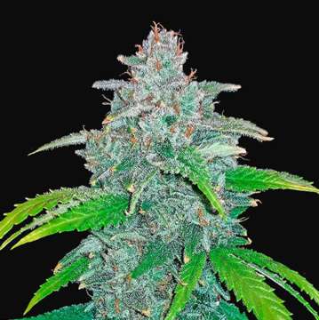 Blue Dream cannabis flower bud with black backgound
