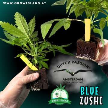 two hands holding two Blue Zushi seedlings with dark green background, green grow island logo in the lower right corner, dutch passion logo in the middle, seedling name text in the lower right corner and growisland.at in the upper left corner