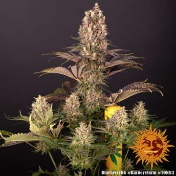 Blueberry OG cannabis flower bud with black background and orange barneys farm sun logo in the right lower corner