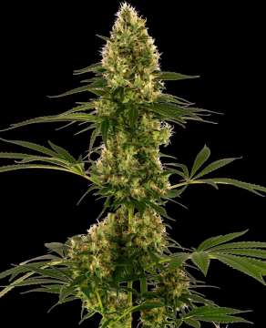 Blue Bullet hemp flower bud