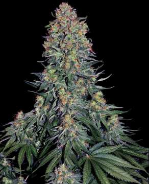 Blue Skunk hemp flower thicker bud with leafs
