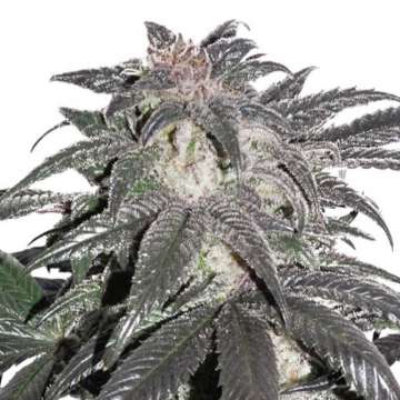 Bubba Island Kush cannabis flower bud