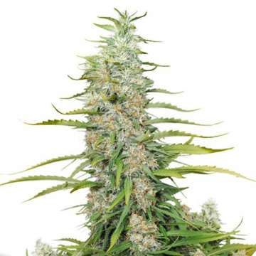 C-Vibez cannabis flower buds