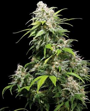 California Indica hemp flower thick bud