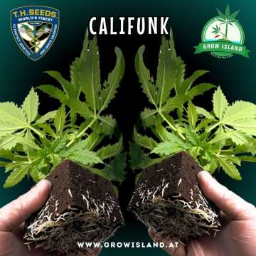 two hands holding two Califunk seedling with dark green background, green grow island logo in the upper right corner, T.H. seeds logo in the left upper corner, seedling name text in the upper middle and growisland.at in the lower middle
