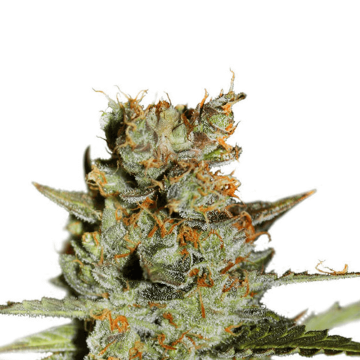 Dutch Passion Blueberry automatic cannabis flower bud
