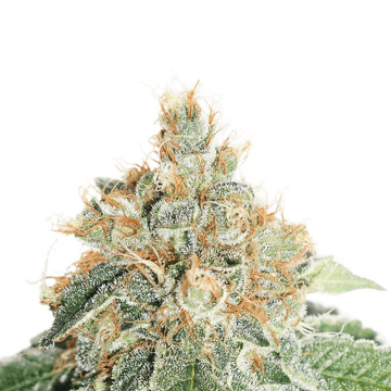 Dutch Passion Colorado Cookie automatic cannabis flower bud