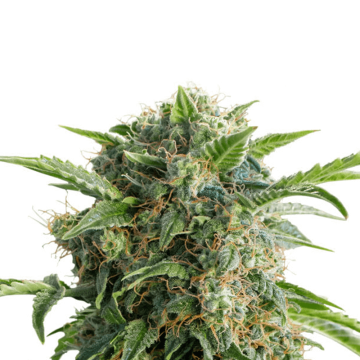Dutch Passion Daiquiri Lime automatic cannabis flower bud