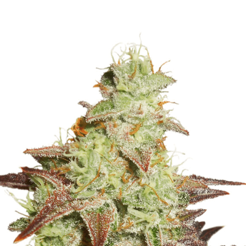 Dutch Passion Night Queen automatic cannabis flower bud