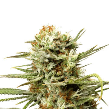 Dutch Passion White Widow automatic cannabis flower bud