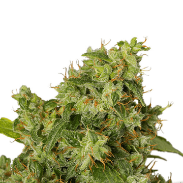 Dutch Passion Xtreme automatic cannabis flower bud