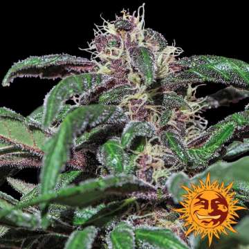 Ayahuasca purple cannabis flower bud with black background and orange barneys farm sun logo in the right lower corner