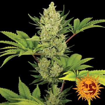 Blue Cheese cannabis flower bud with black background and orange barneys farm sun logo in the right lower corner