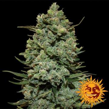 Cookies Kush cannabis flower bud with black background and orange barneys farm sun logo in the right lower corner