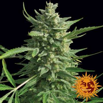 Critical Kush cannabis flower bud with black background and orange barneys farm sun logo in the right lower corner
