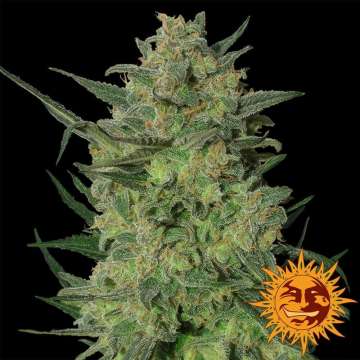 LSD cannabis flower bud with black background and orange barneys farm sun logo in the right lower corner