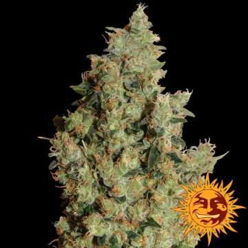 Barney's Farm Tangerine Dream cannabis flower bud with black background and orange barneys farm sun logo in the right lower corner