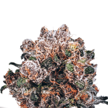 Dutch Passion Blueberry cannabis flower bud in purple-orange shade