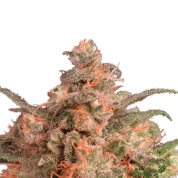 Dutch Passion Brainstorm cannabis flower bud in orange shade