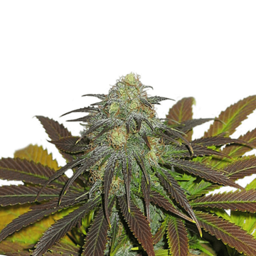 Dutch Passion Californian Orange cannabis flower bud