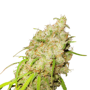 Dutch Passion Desfran cannabis flower bud
