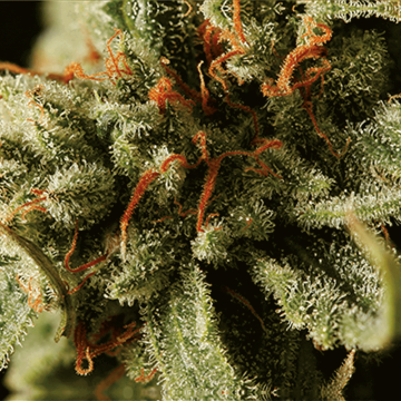 Sweet Deep Grapefruit hemp flower bud