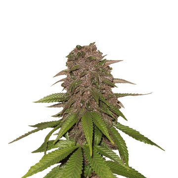 C4 automatic cannabis flower bud from Fast Buds