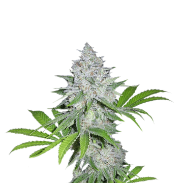 Californian Snow automatic cannabis flower bud from Fast Buds