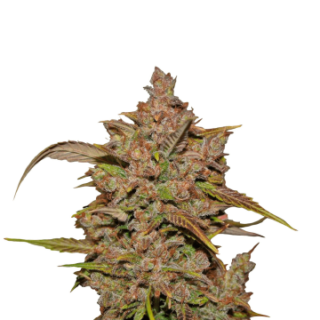 Crystal M.E.T.H. automatic cannabis flower buds with pink shades from Fast Buds