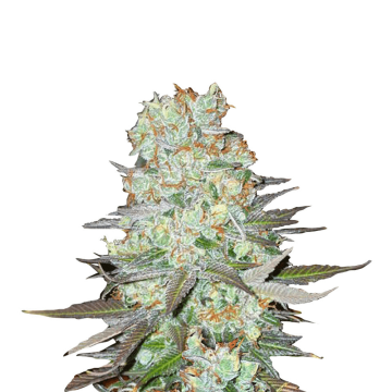 G14 automatic cannabis flower bud from Fast Buds