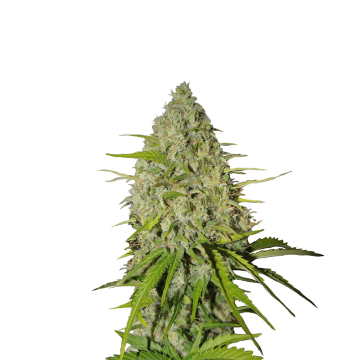 Grapefruit cannabis flower bud from Fast Buds