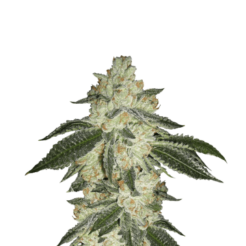 Green Crack hemp flower thicker bud