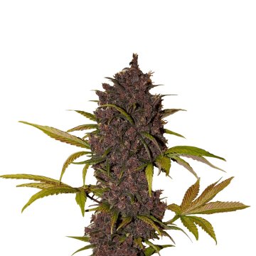 LSD-25 cannabis flower bud from Fast buds