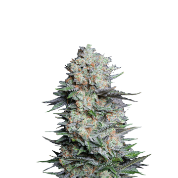 Fast Buds Mexican Airlines automatic